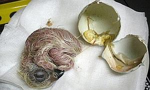Nace en Sevilla el octavo pollo de águila imperial incubado artificialmente.