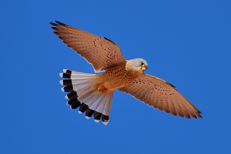 El cernícalo primilla se ‘muda’ al antiguo pabellón de España de la Exposición Universal de 1992