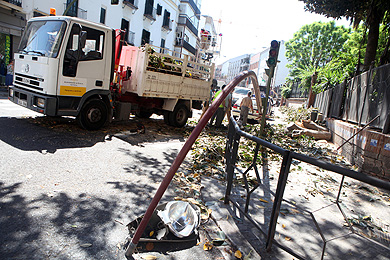 La rama de un enorme ficus cae en mitad de San Jacinto sin causar daños personales