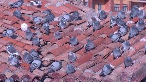 ‘Okupas’ en San José Obrero