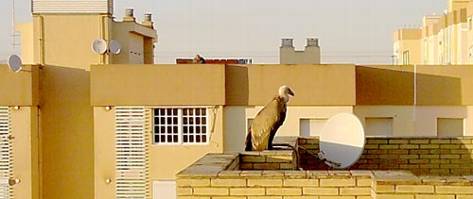 Un buitre en Sevilla Este