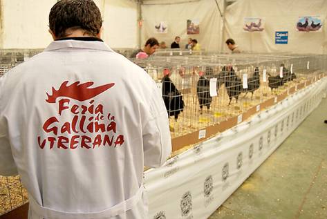 Flamenco, toro bravo… y gallina de Utrera