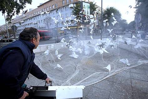 A la caza de la paloma