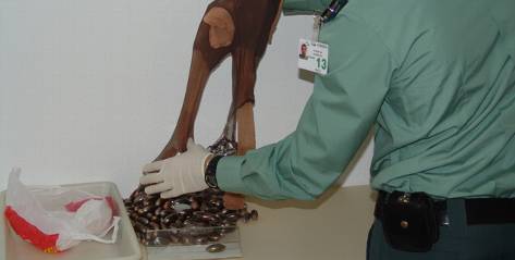 Detenido en el aeropuerto con 220 bellotas de hachís ocultas bajo unas medias que llevaba puestas