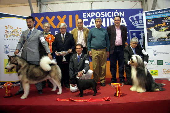 Alcalá de Guadaíra clausura su muestra canina con unos 1.400 participantes, 2.500 ejemplares y 20.000 visitas